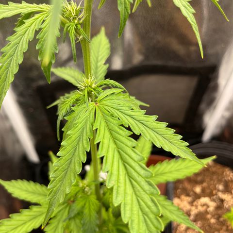 Auto Critical Orange Punch growlog timeline photo