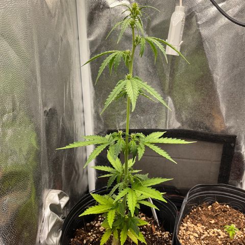 Auto Critical Orange Punch growlog timeline photo