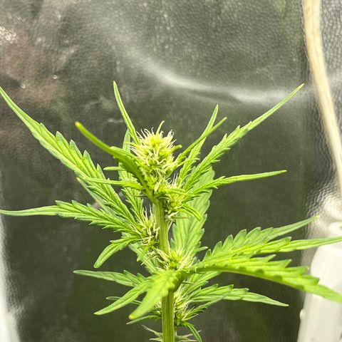 Auto Critical Orange Punch growlog timeline photo