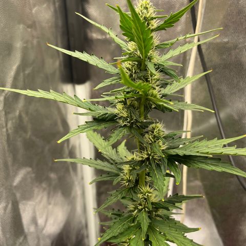 Auto Critical Orange Punch growlog timeline photo