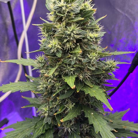 Auto Critical Orange Punch growlog timeline photo