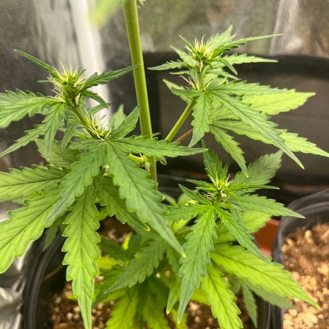 Auto Critical Orange Punch growlog timeline photo