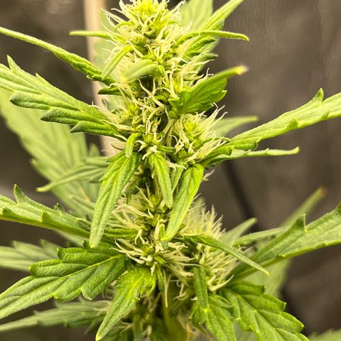 Auto Critical Orange Punch growlog timeline photo