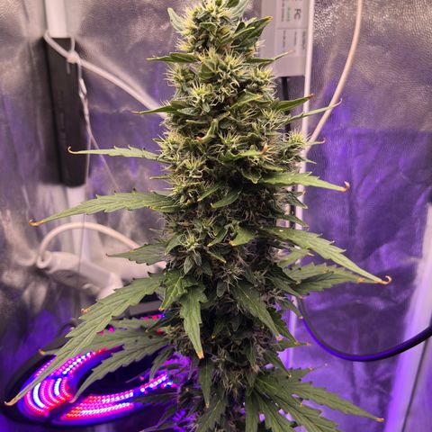 Auto Critical Orange Punch growlog timeline photo