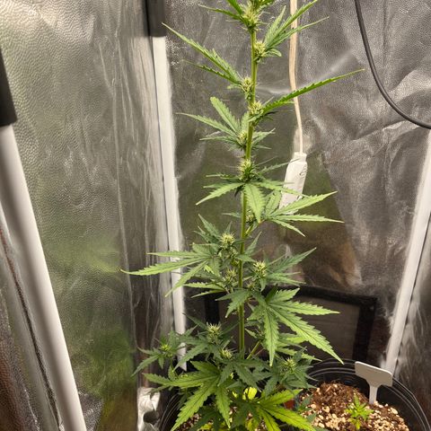 Auto Critical Orange Punch growlog timeline photo