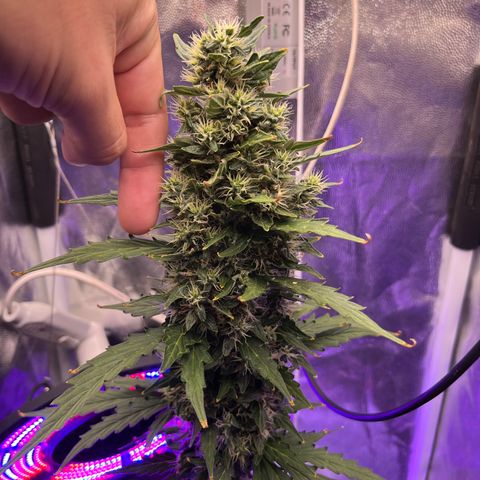 Auto Critical Orange Punch growlog timeline photo
