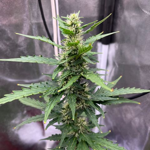 Auto Critical Orange Punch growlog timeline photo