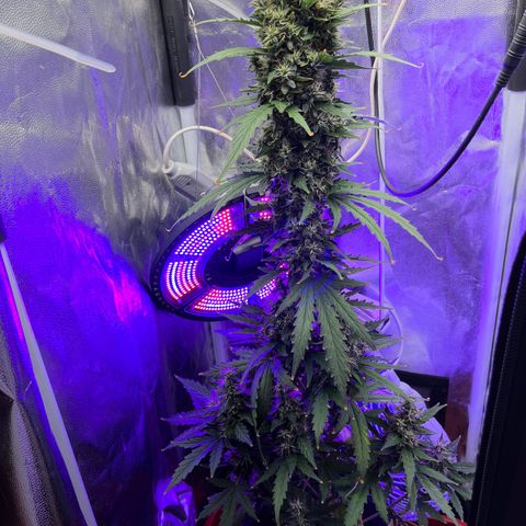 Auto Critical Orange Punch growlog timeline photo