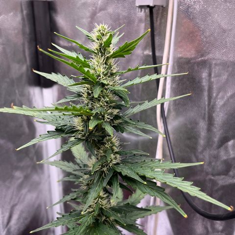 Auto Critical Orange Punch growlog timeline photo