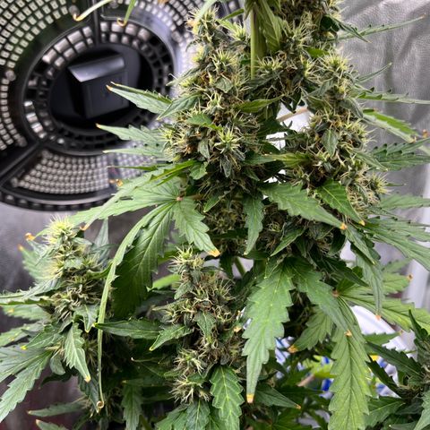 Auto Critical Orange Punch growlog timeline photo