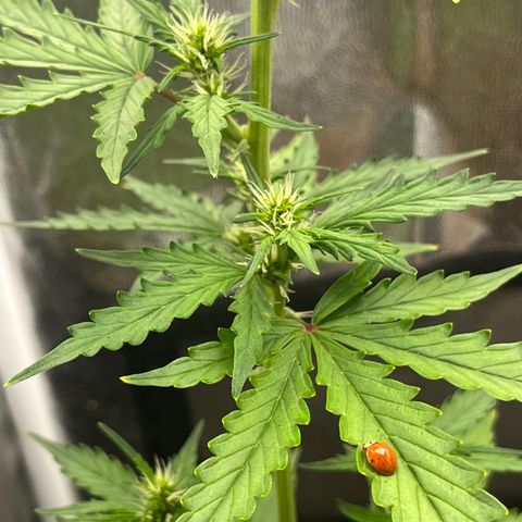 Auto Critical Orange Punch growlog timeline photo