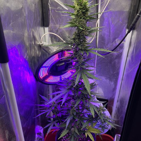 Auto Critical Orange Punch growlog timeline photo