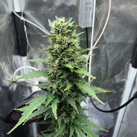 Auto Critical Orange Punch growlog timeline photo