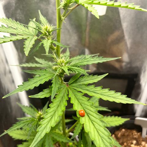 Auto Critical Orange Punch growlog timeline photo