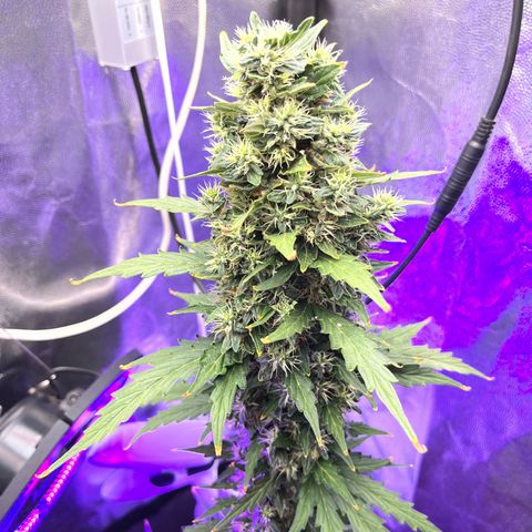 Auto Critical Orange Punch growlog timeline photo