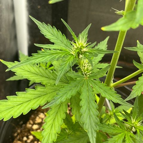 Auto Critical Orange Punch growlog timeline photo