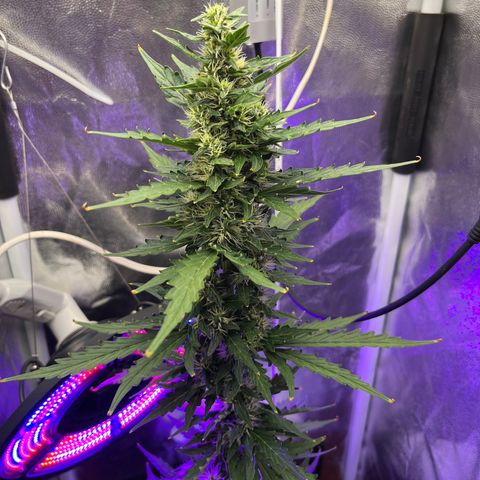 Auto Critical Orange Punch growlog timeline photo
