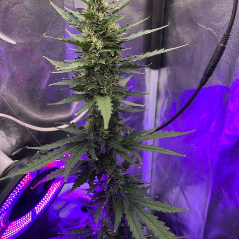 Auto Critical Orange Punch growlog timeline photo