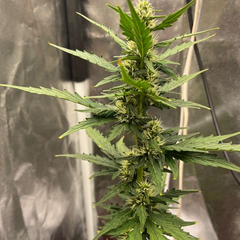 Auto Critical Orange Punch growlog timeline photo