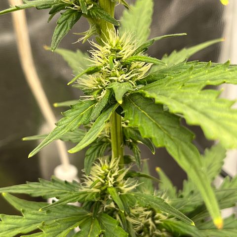 Auto Critical Orange Punch growlog timeline photo