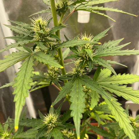 Auto Critical Orange Punch growlog timeline photo