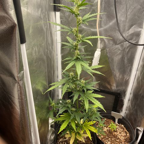 Auto Critical Orange Punch growlog timeline photo