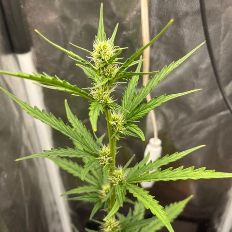 Auto Critical Orange Punch growlog timeline photo