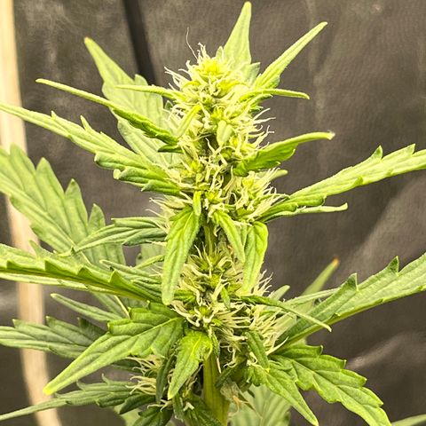 Auto Critical Orange Punch growlog timeline photo