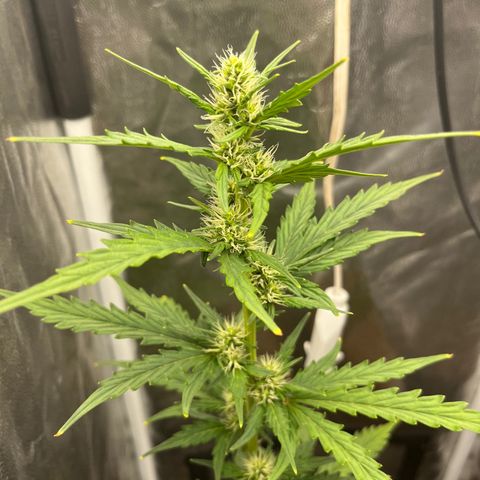 Auto Critical Orange Punch growlog timeline photo