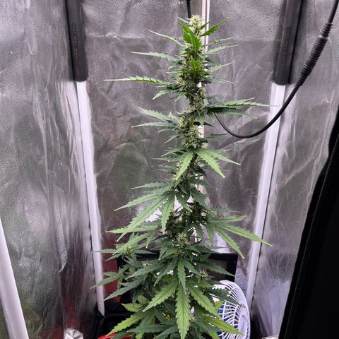 Auto Critical Orange Punch growlog timeline photo