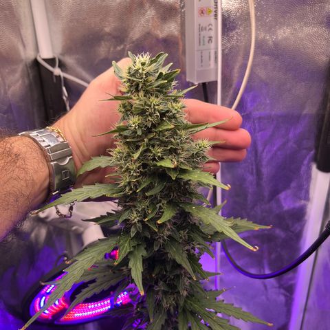 Auto Critical Orange Punch growlog timeline photo