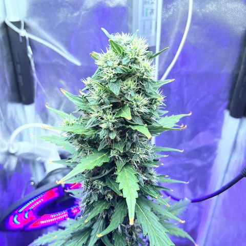 Auto Critical Orange Punch growlog timeline photo