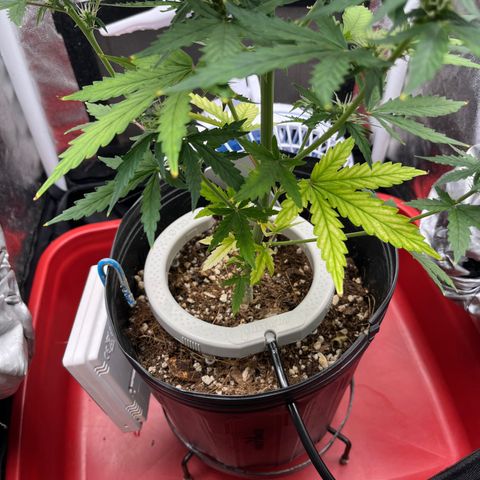 Auto Critical Orange Punch growlog timeline photo