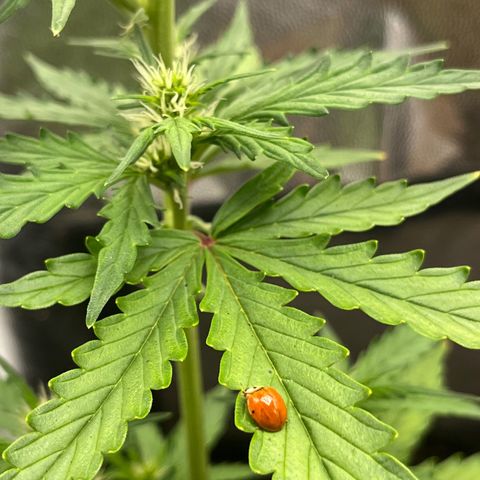 Auto Critical Orange Punch growlog timeline photo