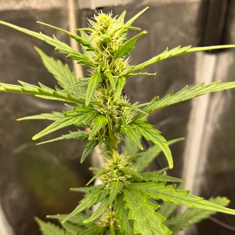 Auto Critical Orange Punch growlog timeline photo