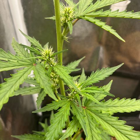 Auto Critical Orange Punch growlog timeline photo