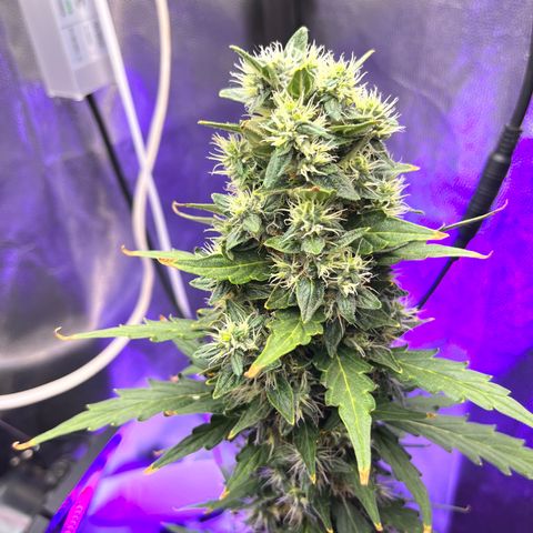 Auto Critical Orange Punch growlog timeline photo