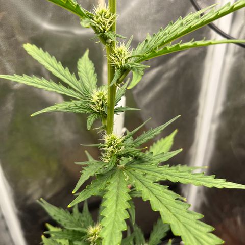 Auto Critical Orange Punch growlog timeline photo