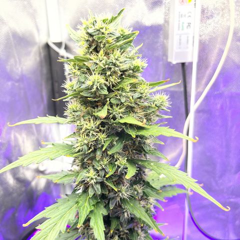 Auto Critical Orange Punch growlog timeline photo