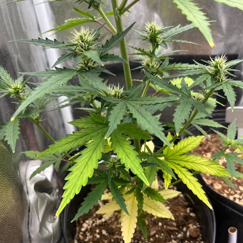 Auto Critical Orange Punch growlog timeline photo