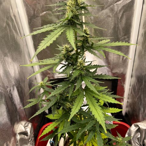 Auto Critical Orange Punch growlog timeline photo
