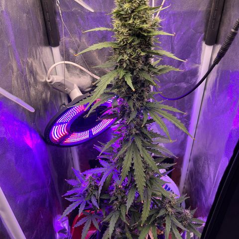 Auto Critical Orange Punch growlog timeline photo