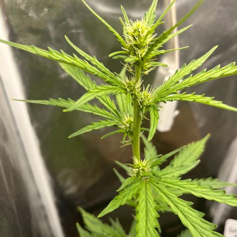 Auto Critical Orange Punch growlog timeline photo