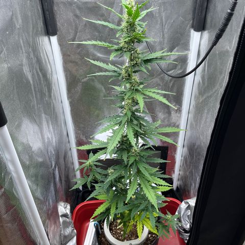 Auto Critical Orange Punch growlog timeline photo