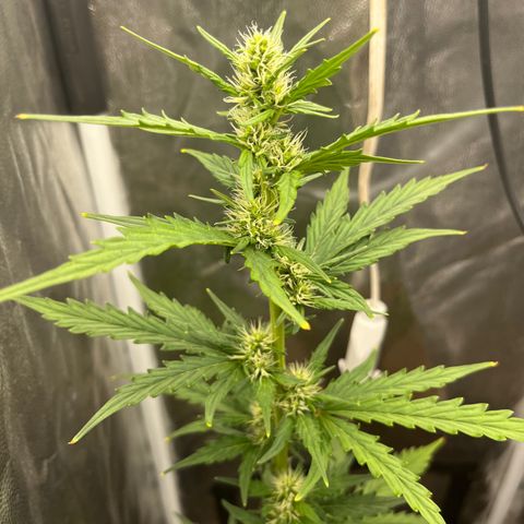 Auto Critical Orange Punch growlog timeline photo