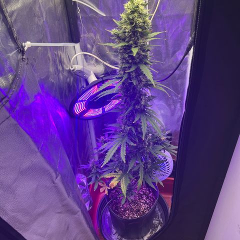 Auto Critical Orange Punch growlog timeline photo