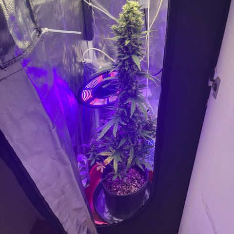 Auto Critical Orange Punch growlog timeline photo