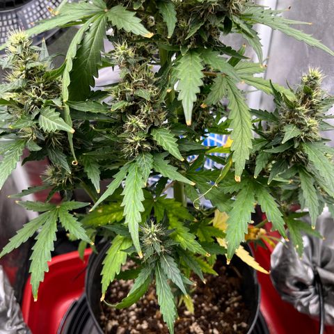 Auto Critical Orange Punch growlog timeline photo