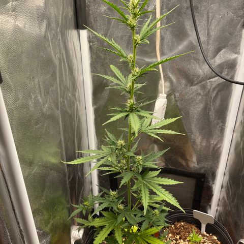 Auto Critical Orange Punch growlog timeline photo