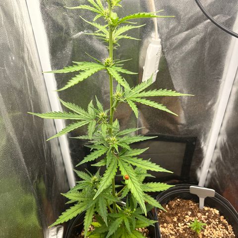 Auto Critical Orange Punch growlog timeline photo